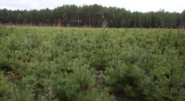 day, eye level view, forest, overcast, Poland, vegetation, Wielkopolskie, winter, Wolsztyn