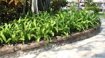 Bali, day, eye level view, garden, Indonesia, plant, shrub, summer, sunny, tropical