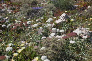 close-up, day, eye level view, Faro, Faro, flower, flower field, greenery, open space, Portugal, rockery, shrub, summer, sunlight, sunny, vegetation