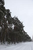 eye level view, forest, overcast, Poland, snow, track, tree, Wielkopolskie, winter, Wolsztyn