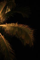 artificial lighting, below, Florida, Miami, night, palm, The United States, tropical, vegetation, winter