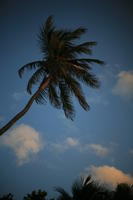 below, dusk, Florida, Miami, palm, The United States, vegetation, winter