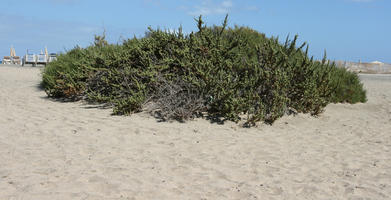 Canarias, day, direct sunlight, dunes, eye level view, Las Palmas, shrub, Spain, spring, sunny