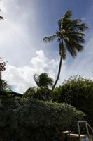 Barbados, below, bush, coconut palm, Cocos nucifera, day, palm, shrub, spring, sunny