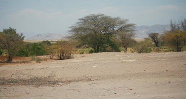 bush, day, desert, evergreen, eye level view, Peru, shrub, summer, sunny