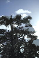 below, coniferous, day, diffuse, diffused light, evergreen, France, Greolieres, Provence Alpes Cote D