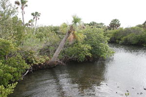 day, elevated, Florida, mangrove, river, The United States, tropical, vegetation, winter