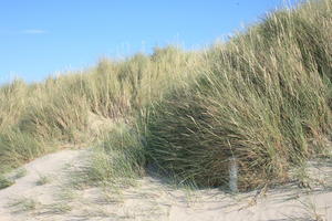 beach, Belgium, day, dunes, eye level view, grass, summer, sunny