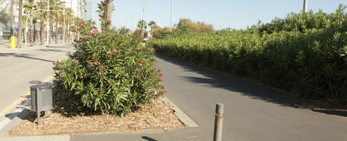 autumn, Barcelona, bright, bush, Cataluña, day, eye level view, flowered bush, shrub, Spain, sunny