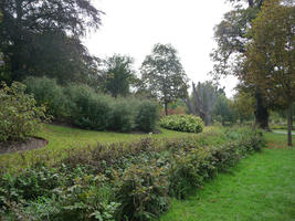 afternoon, bush, day, England, eye level view, garden, natural light, park, plant, summer, sunny, The United Kingdom, tree