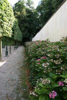 Belgium, Brussels, bush, day, eye level view, flower, natural light, park, summer, tree, vegetation