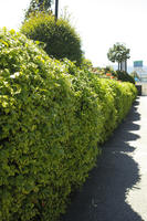 bush, day, direct sunlight, eye level view, Italia , shrub, spring, sunny, Toscana