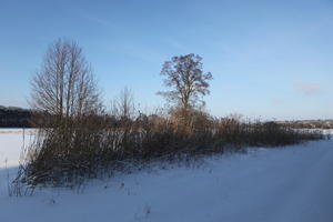 afternoon, bright, day, eye level view, Poland, shady, shrub, snow, sunny, Wielkopolskie, winter