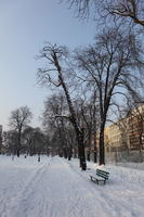 afternoon, day, deciduous, diffuse, diffused light, eye level view, natural light, park, Poland, Poznan, snow, tree, Wielkopolskie