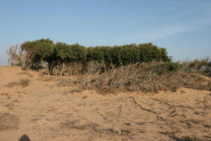 autumn, bush, day, desert, direct sunlight, Essaouira, eye level view, Morocco, natural light, sunlight, sunny, sunshine, tree, vegetation