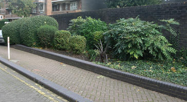 autumn, bush, day, England, eye level view, garden, hedge, London, natural light, pavement, shrub, The United Kingdom