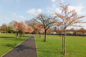 alley, blooming, blossom, day, deciduous, England, eye level view, grass, London, park, spring, sunny, The United Kingdom, tree