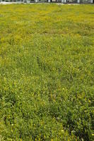 Croatia, day, eye level view, field, flower field, garden, grass, long grass, spring, sunny, vegetation, Zadar, Zadarska