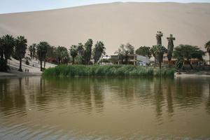 day, desert, direct sunlight, eye level view, Ica, palm, Peru, pond, reed, spring, sunlight, sunny, sunshine, vegetation