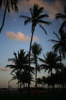 below, dusk, Florida, Miami, palm, silhouette, The United States, vegetation, winter