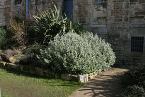 bush, day, England, eye level view, garden, Oxford, plant, sunny, The United Kingdom, vegetation, winter