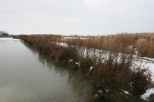 day, eye level view, France, lake, natural light, overcast, reed, snow, winter