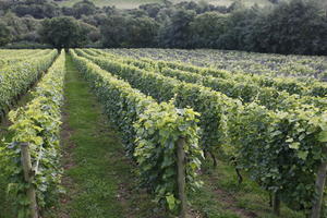 autumn, day, diffuse, diffused light, England, eye level view, field, The United Kingdom, vine