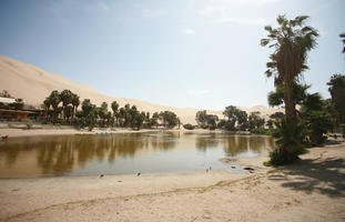 day, desert, direct sunlight, eye level view, Ica, palm, Peru, pond, spring, sunlight, sunny, sunshine, vegetation