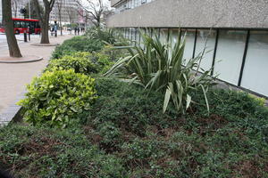 ambient light, city, day, England, eye level view, garden, London, spring, The United Kingdom, vegetation