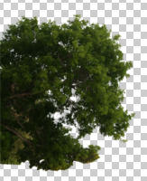 below, broad-leaf tree, broad-leaved tree, cutout, cutout trees, day, diffuse, diffused light, summer