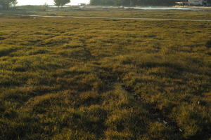 Croatia, eye level view, golden hour, grass, grassland, Nin, sunny, sunset, winter, Zadarska