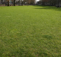 day, direct sunlight, England, eye level view, grass, London, park, spring, sunny, The United Kingdom, tree