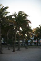 beach, dusk, eye level view, Florida, Miami, palm, The United States, tree, vegetation, winter