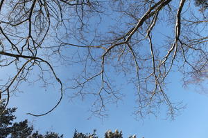 afternoon, below, branch, bright, day, deciduous, Poland, sunny, tree, Wielkopolskie, winter