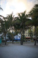 beach, dusk, eye level view, Florida, Miami, palm, The United States, tree, vegetation, winter