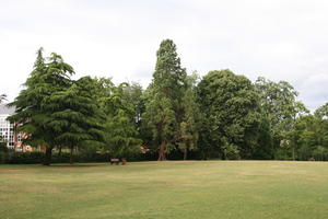 Abingdon, coniferous, day, England, eye level view, garden, grass, natural light, park, summer, sunny, The United Kingdom, tree, treeline