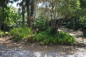 day, eye level view, Florida, Miami, natural light, park, plant, sunny, The United States, tree, tropical, vegetation, winter