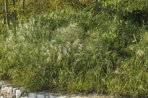 above, afternoon, Croatia, day, elevated, grass, grove, natural light, plant, spring, sunlight, sunny, vegetation