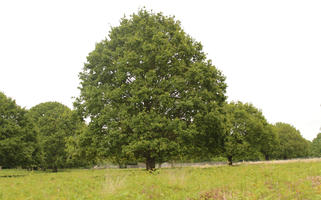 broad-leaf tree, broad-leaved tree, day, diffuse, diffused light, England, eye level view, grass, London, natural light, oak, park, spring, The United Kingdom