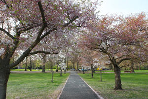 alley, blooming, blossom, day, deciduous, England, eye level view, London, park, spring, sunny, The United Kingdom, tree