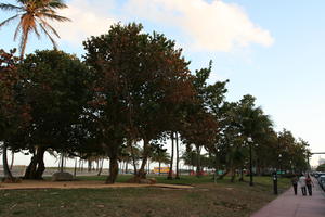 bright, day, eye level view, Florida, grass, group, Miami, palm, park, people, The United States, tree, vegetation, walking