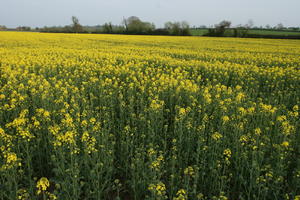 ambient light, Brassica napus, day, England, eye level view, field, flower, flower field, open space, rapeseed, spring, The United Kingdom, vegetation