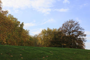 afternoon, autumn, below, day, England, grass, London, The United Kingdom, tree