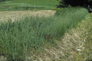 day, direct sunlight, eye level view, grass, Italia , spring, sunny, Toscana