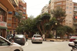 Alicante, building, car, day, eye level view, natural light, palm, residential, Spain, street, sunny, Valenciana, vegetation