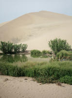 day, desert, direct sunlight, eye level view, Ica, Peru, pond, spring, sunlight, sunny, sunshine, vegetation