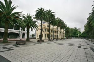 A Coruña, bench, day, eye level view, Galicia, natural light, overcast, palm, pavement, Phoenix dactylifera, Spain, square, summer