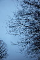 below, branch, day, deciduous, diffuse, diffused light, Italia , natural light, Toscana, tree, twig, Volterra, winter