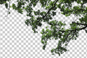 below, branch, broad-leaf tree, broad-leaved tree, cutout, cutout trees, day, oak, summer, sunny