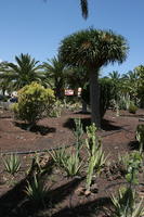 Agave Americana Variegata, American century plant, cactus, Canarias, Cardon Canario, day, direct sunlight, Euphorbia canariensis, evergreen, eye level view, garden, Las Palmas, Spain, spring, succulent plant, sunny